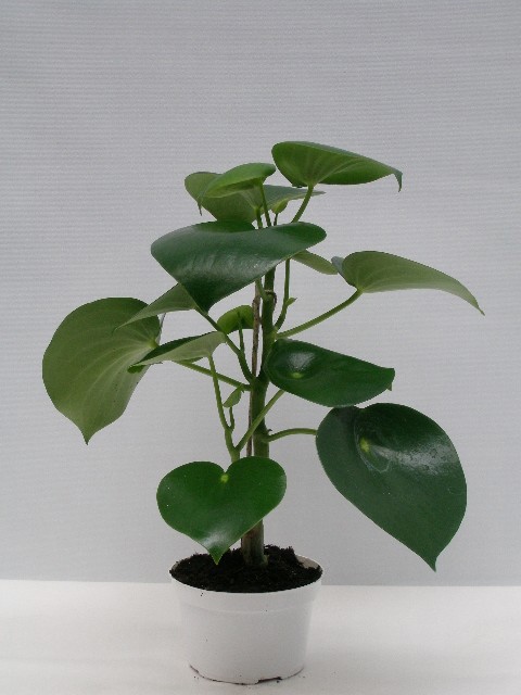 PEPEROMIA POLYBOTRYA 'RAIN DROP', D 14 cm