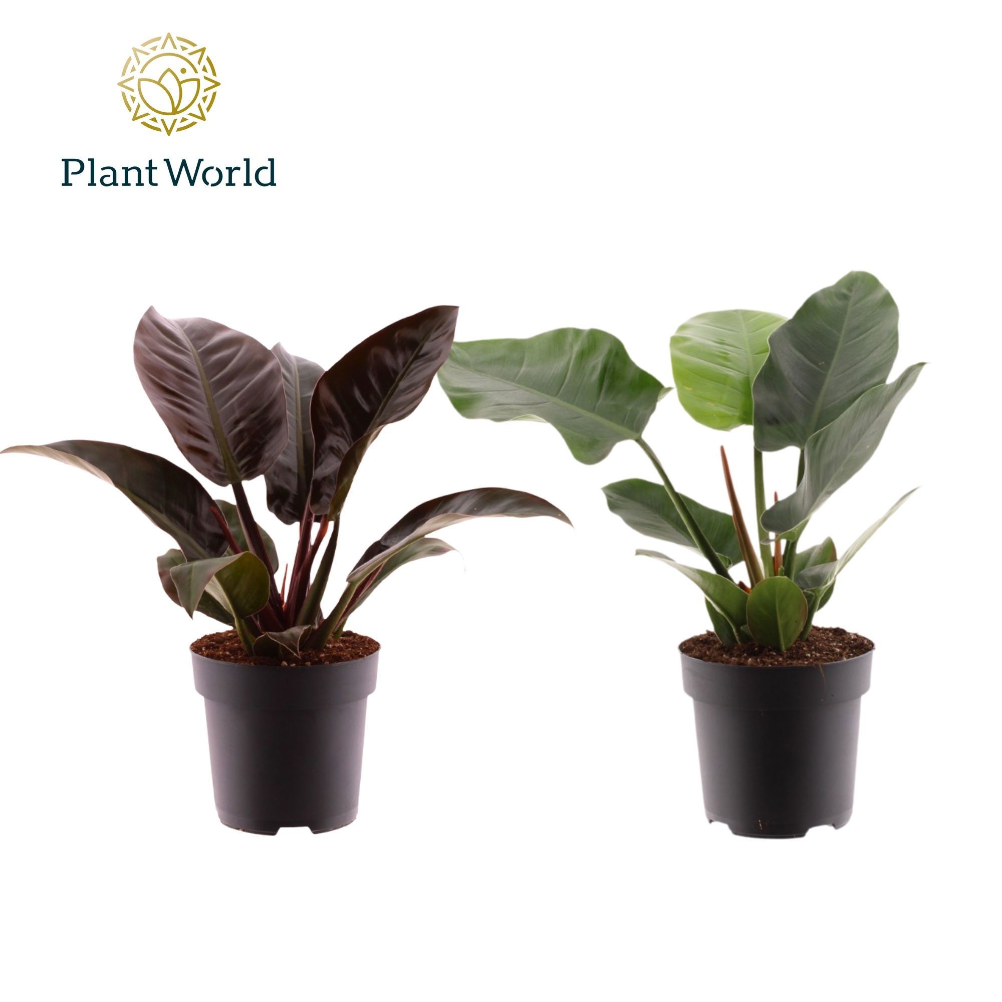 Philodendron Imperial Green & Red, D 19
