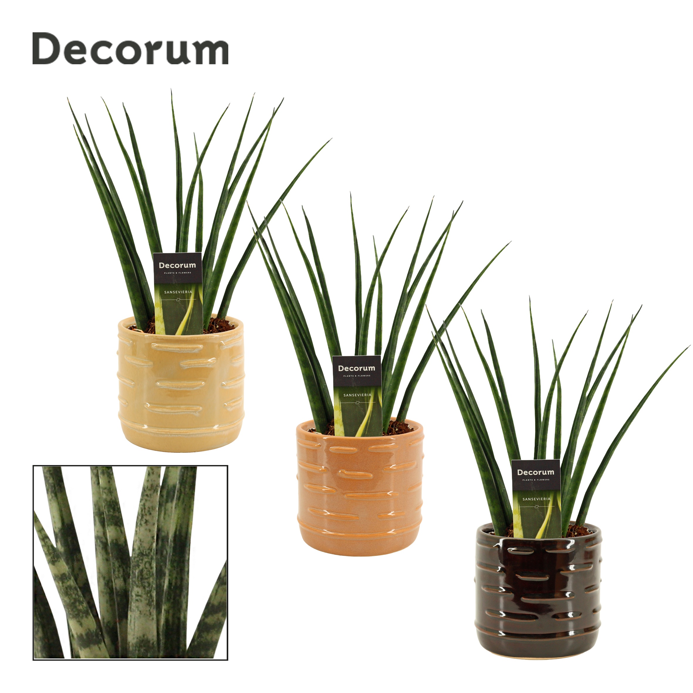 Sansevieria Fernwood 12 cm in Lois (Deco-collection), D 12 cm Sansevieria Fernwood 12 cm in Lois (Deco-collection), D 12 cm