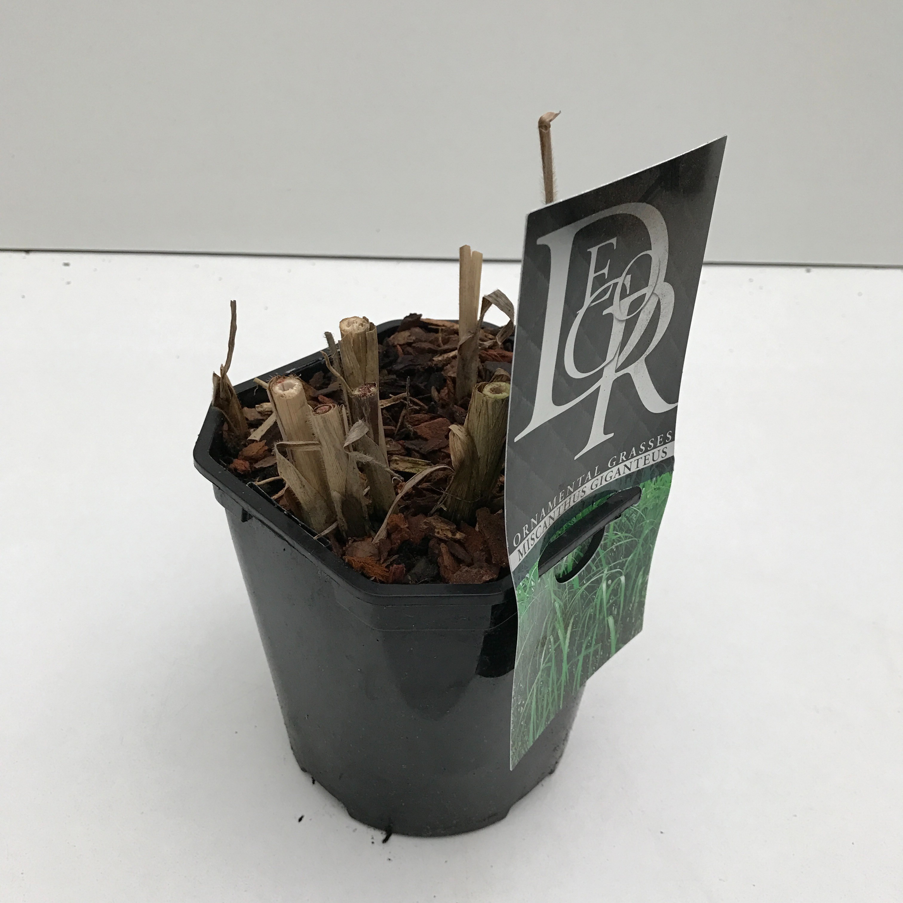 Miscanthus 'Giganteus', D 17