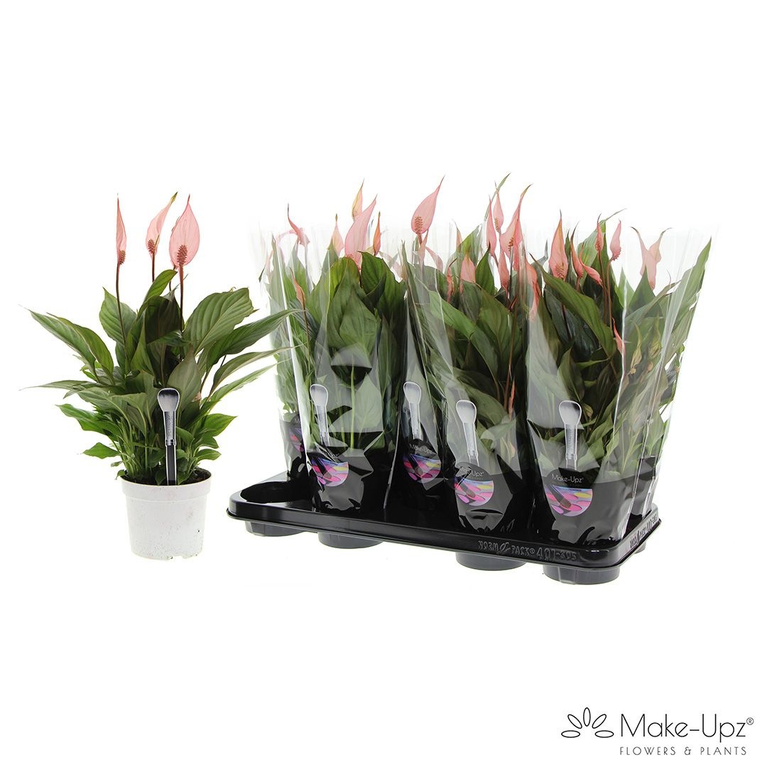 Spathiphyllum 13 cm Bellini Make Upz rood, D 13