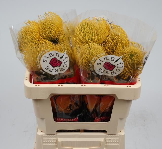 Нутанс Хай Голд 50, шт.