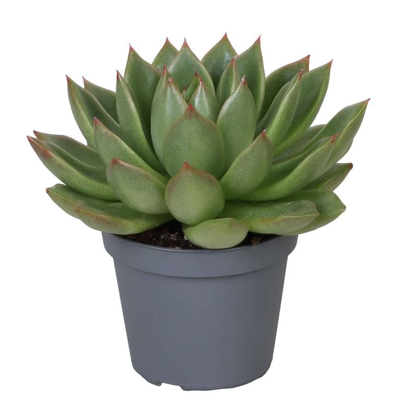 ECHEVERIA AGAVOIDES, D 6