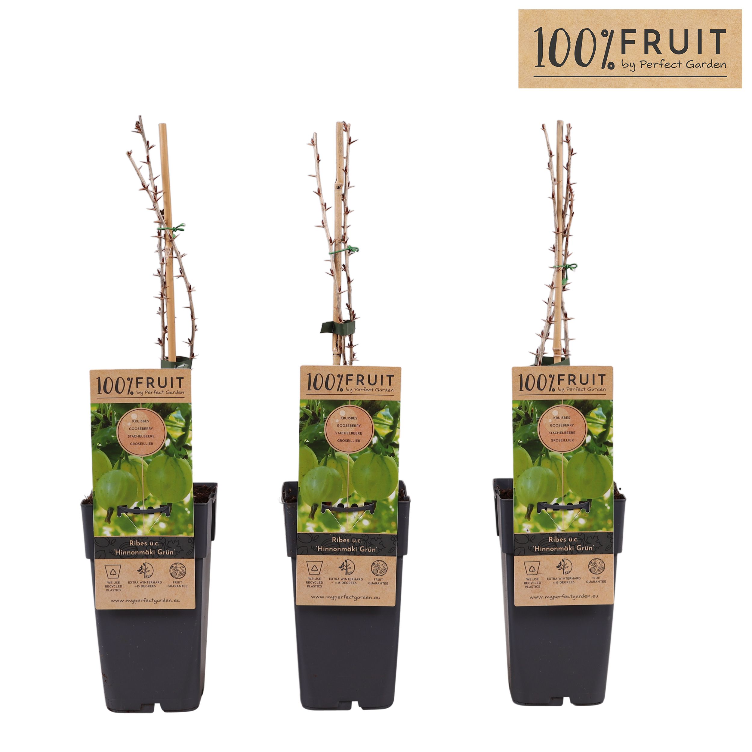 Ribes uva-crispa Hinnonmäki Grön P15, D 15 cm