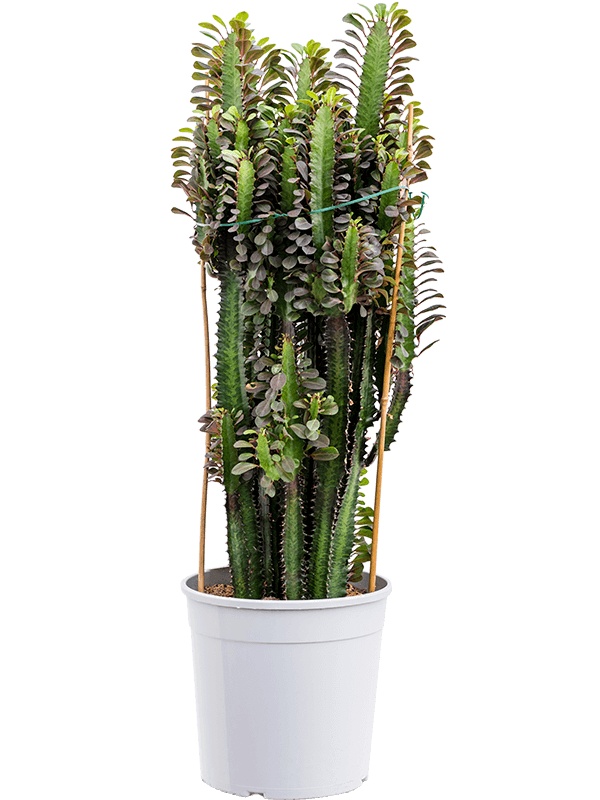 Euphorbia trigona 'Rubra', D 24