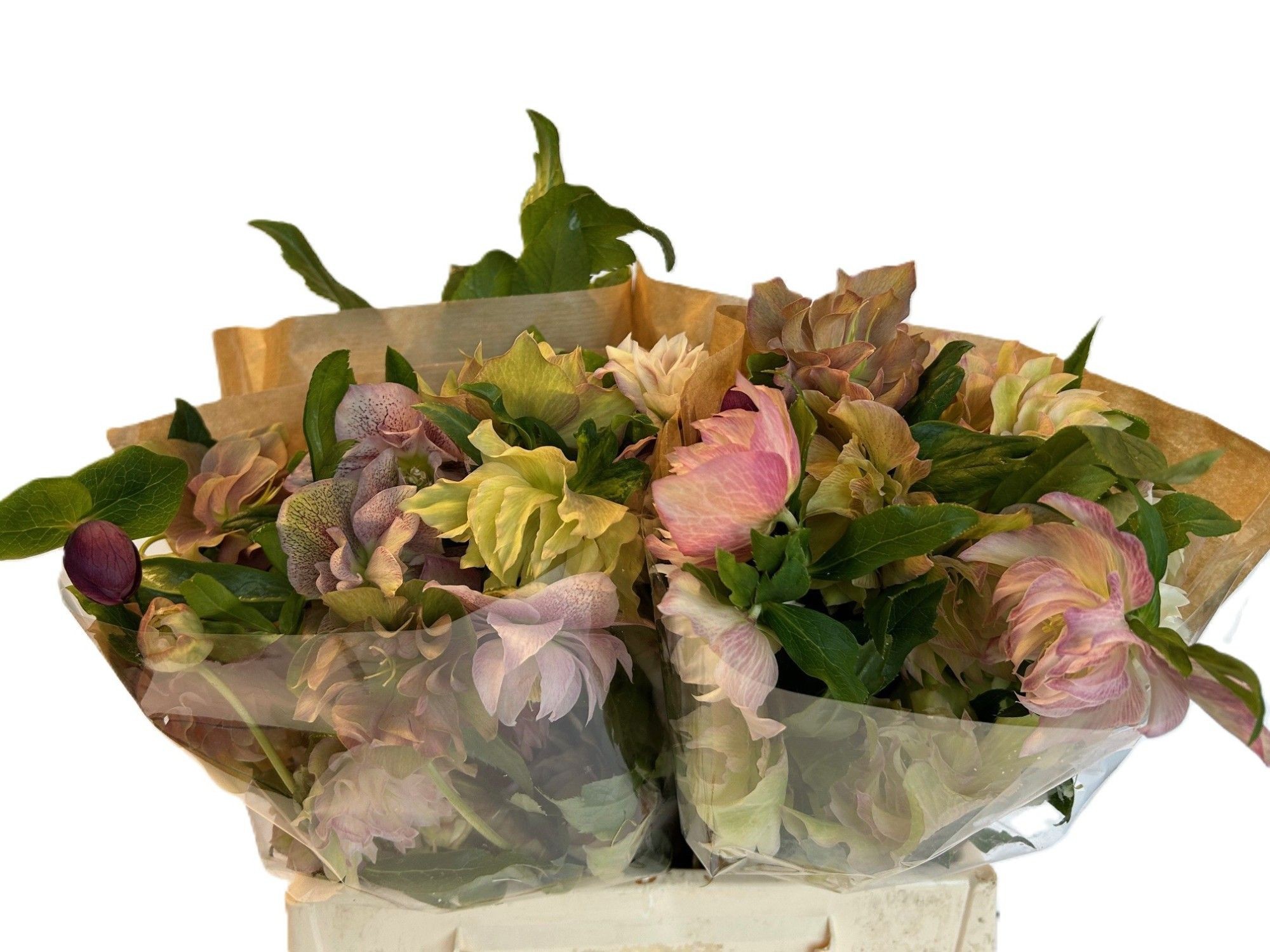 Хелеборус дв. Дабл Квинс Пинк 30, шт.