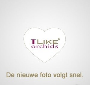 Duetto Lusaka 5-tak, D 17