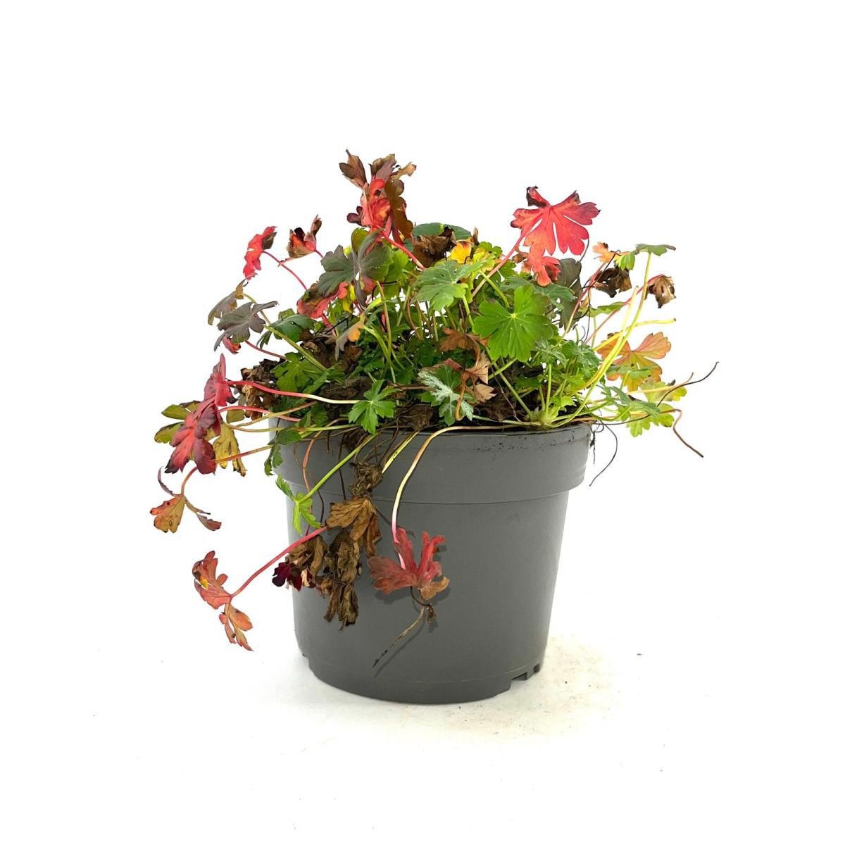 Geranium cant. 'Cambridge', rose, D 17