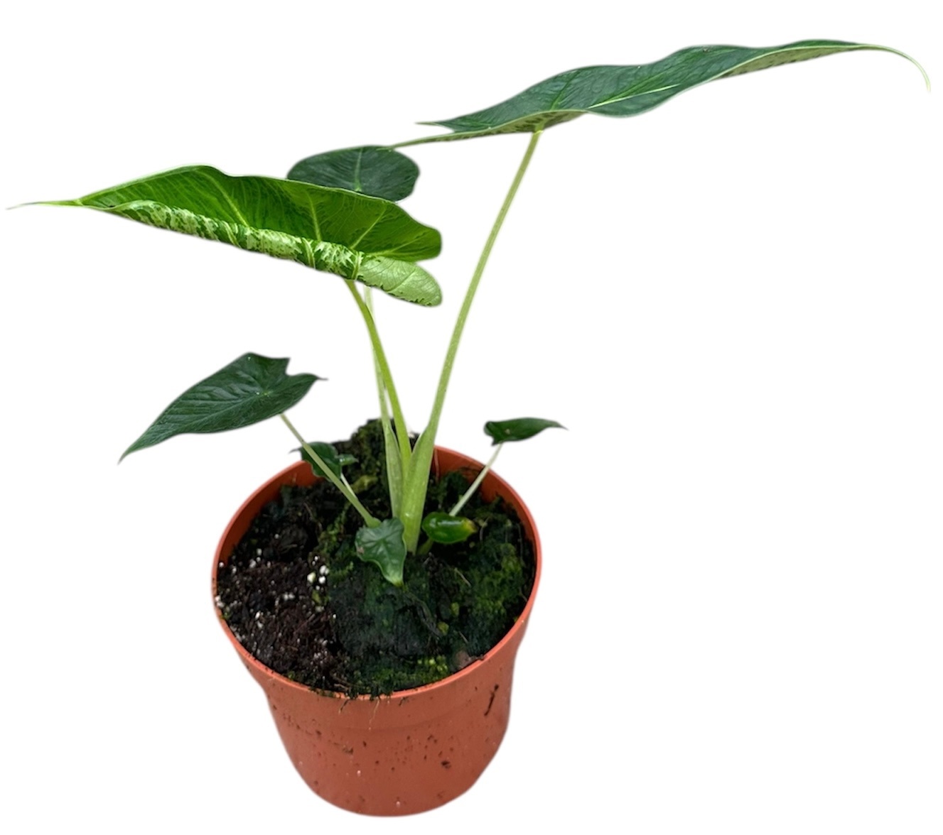 Alocasia Frydek Tattoo, D 10,5