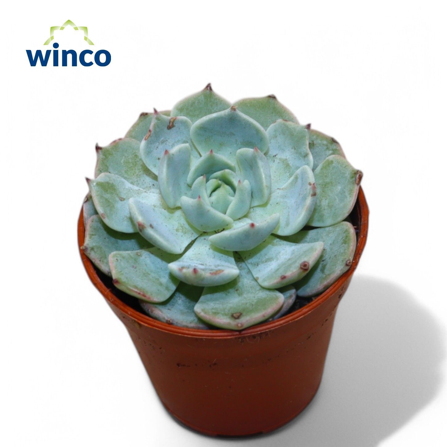 Echeveria Derenbergii Blue, D 5,5