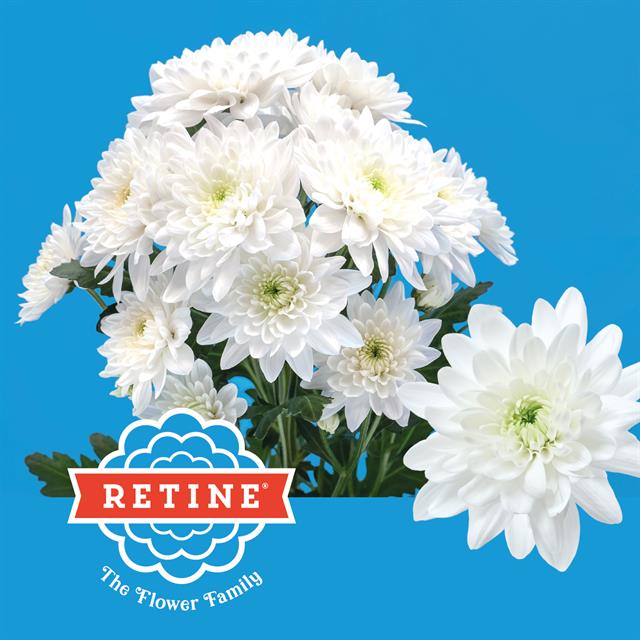 Хризантема куст. Пина Колада 70, шт.