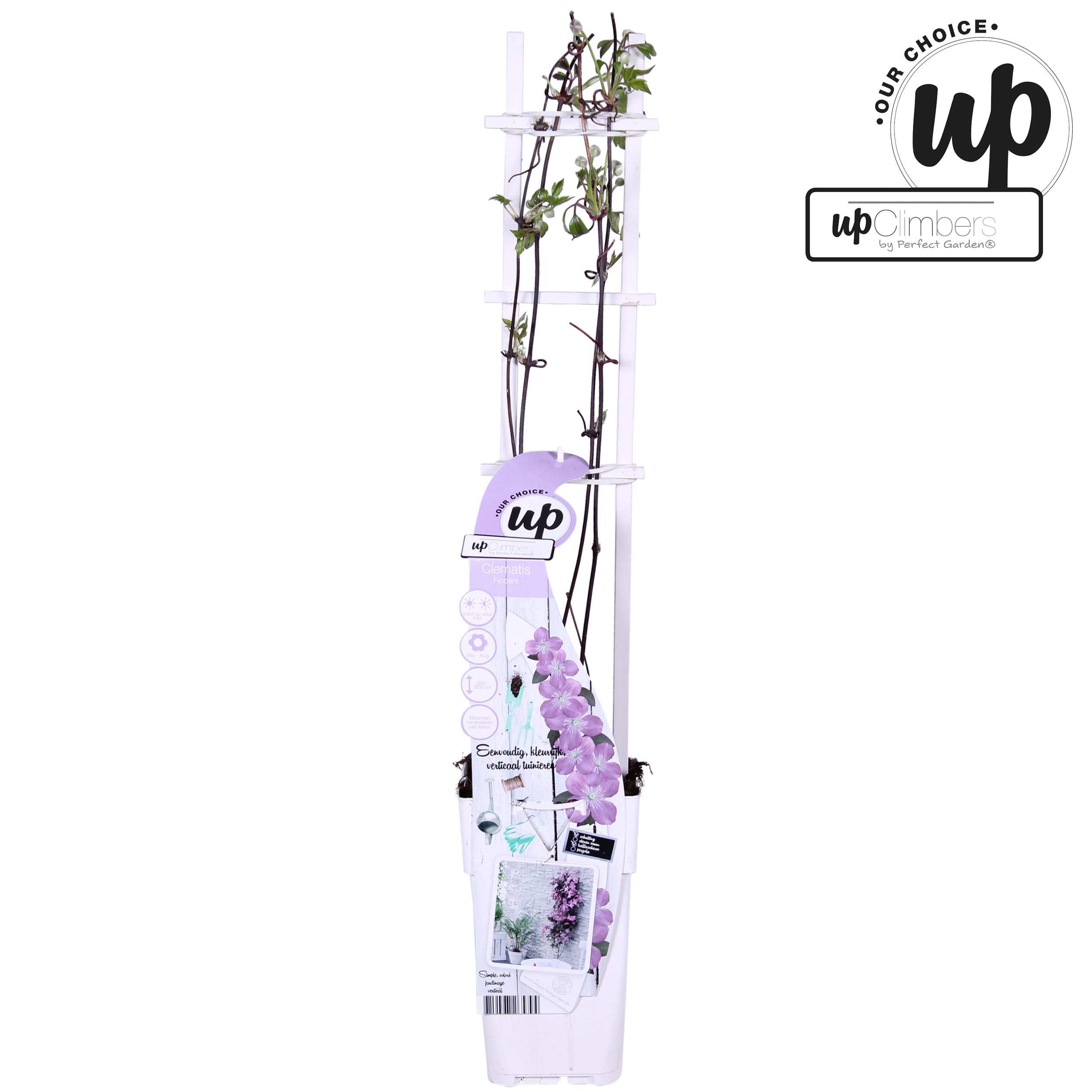 Clematis Montana 'Fincent'® P15, D 15