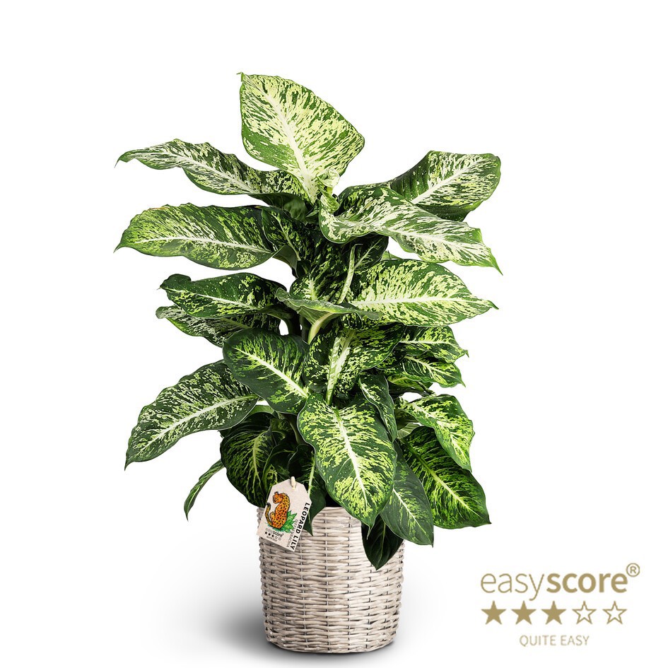 Raw Grey, Dieffenbachia ´Mars´, D 26