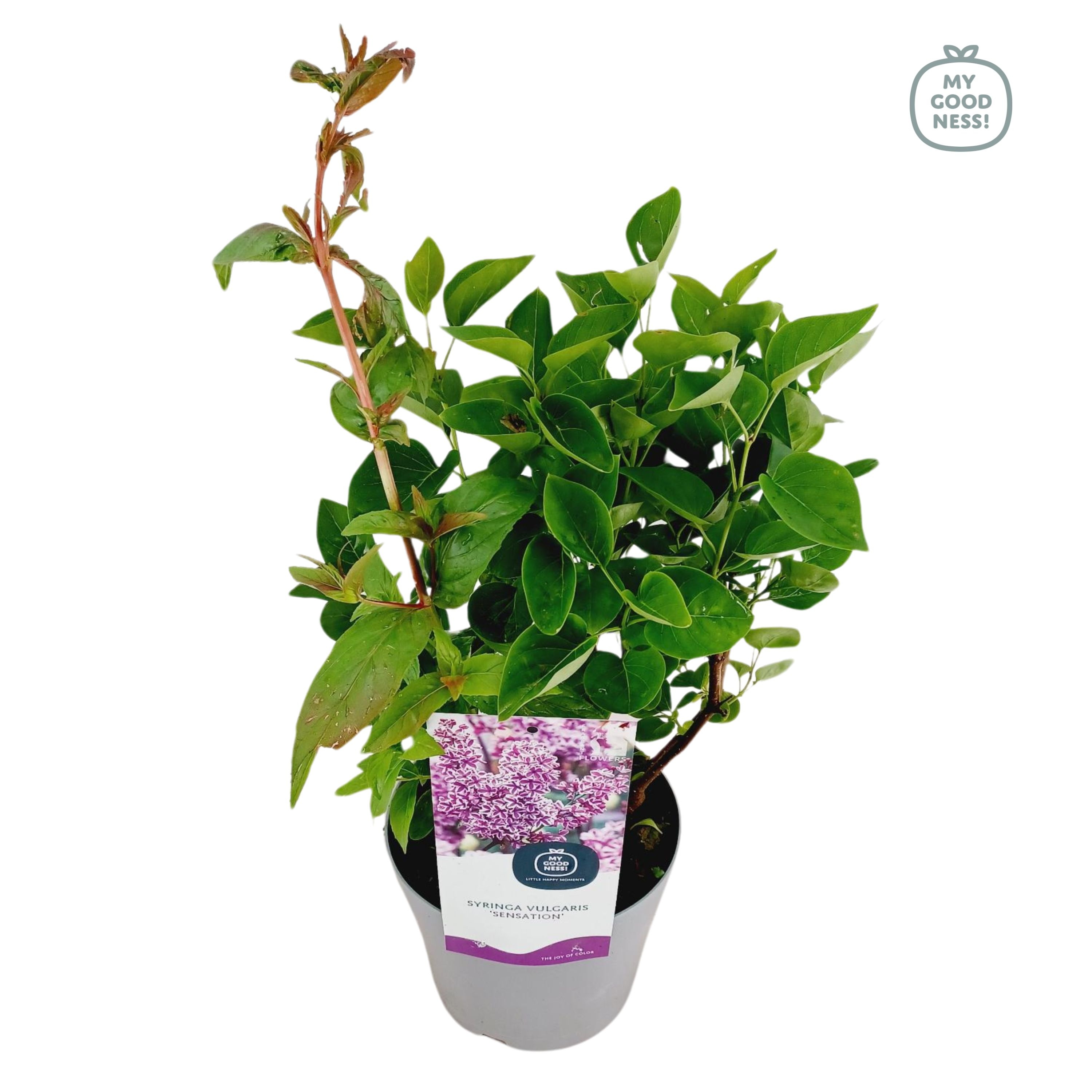 Syringa Vulgaris c2 ' Sensation', D 17