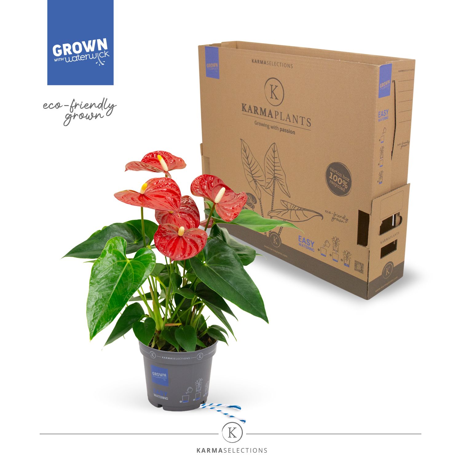 Anthurium - KARMA Red | 12cm | PLASTIC FREE, D 12