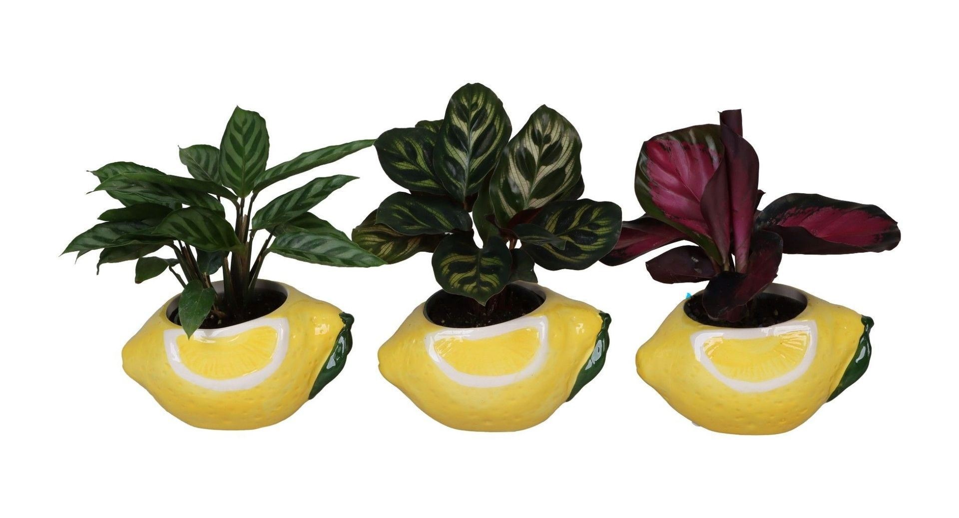 L 66695 with Calathea Mix 6 cm, D 6