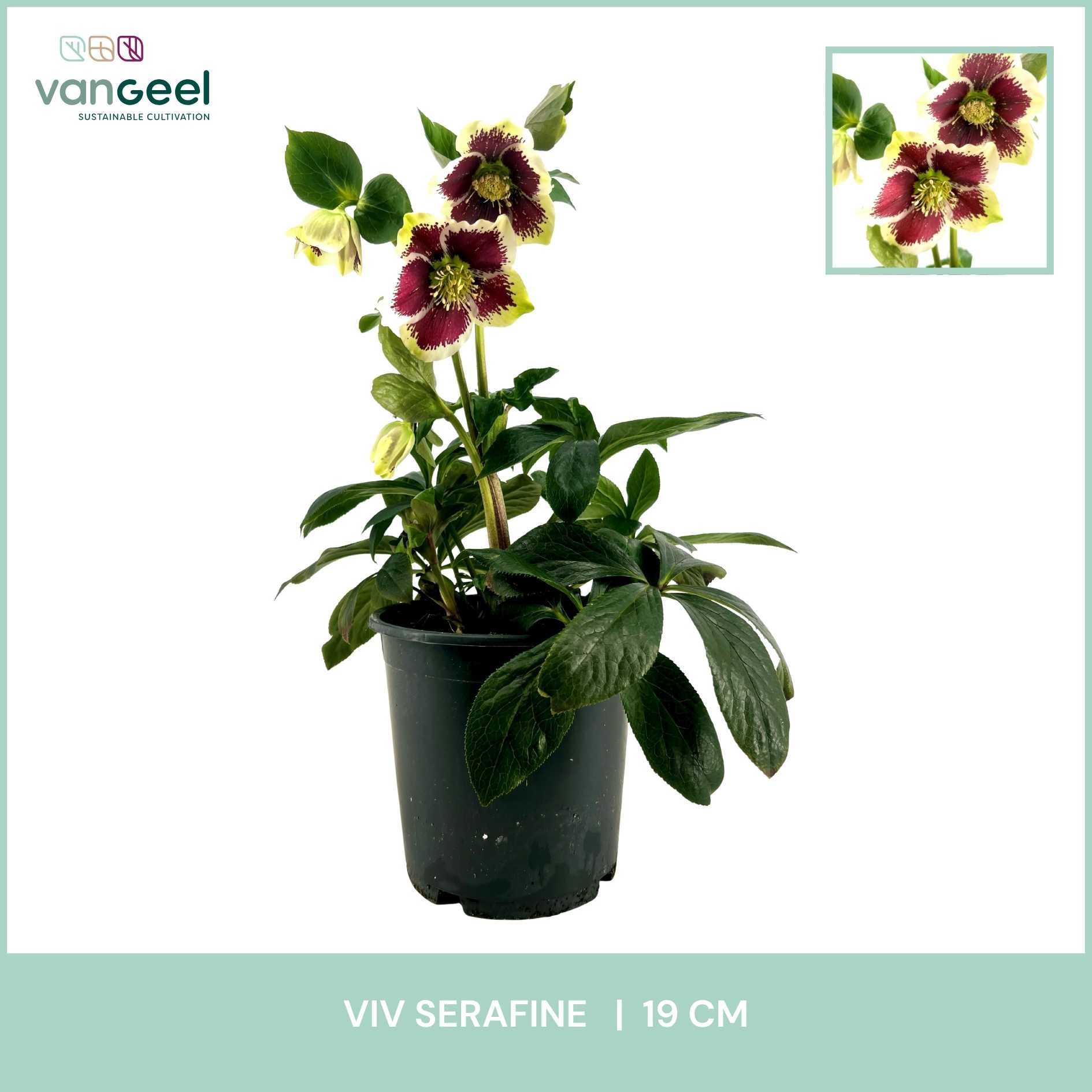 Helleborus viv Serafine 19cm, D 19