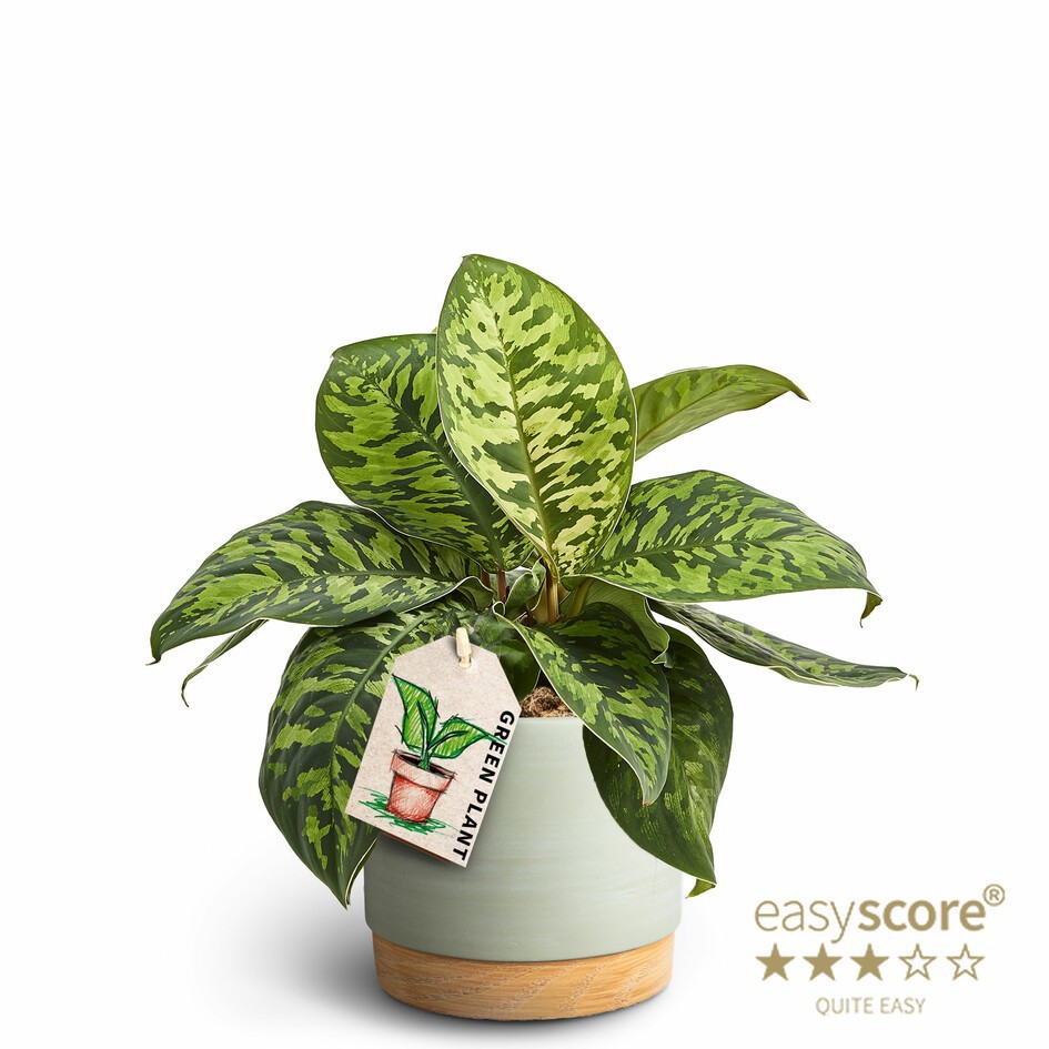 Woodbase Green, Homalomena ´Camouflage´, D 12