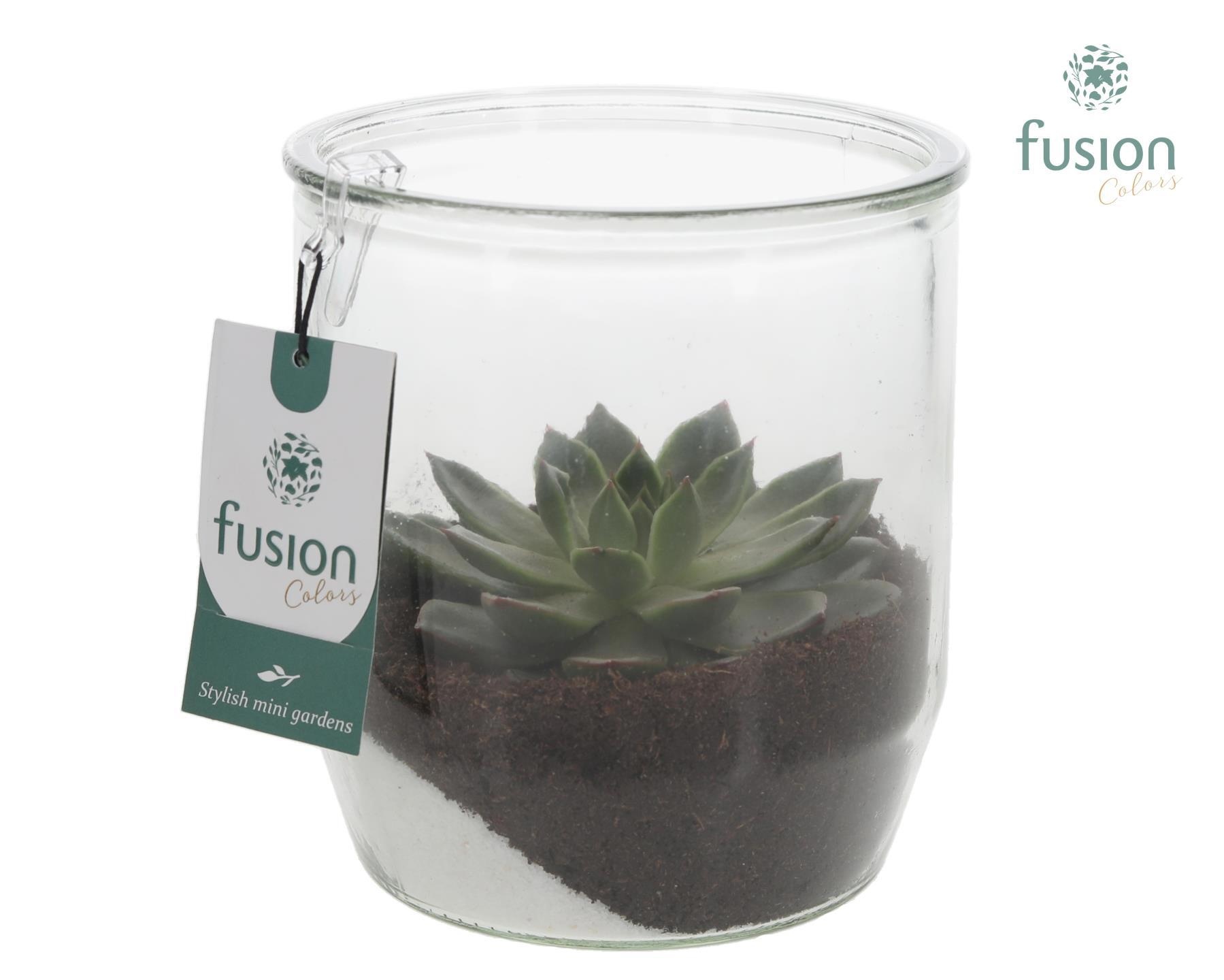 Glazen pot Dirk met Echeveria, D 15