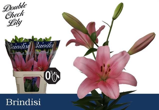 Лилия Бриндизи (светло-роз.) 90, шт.