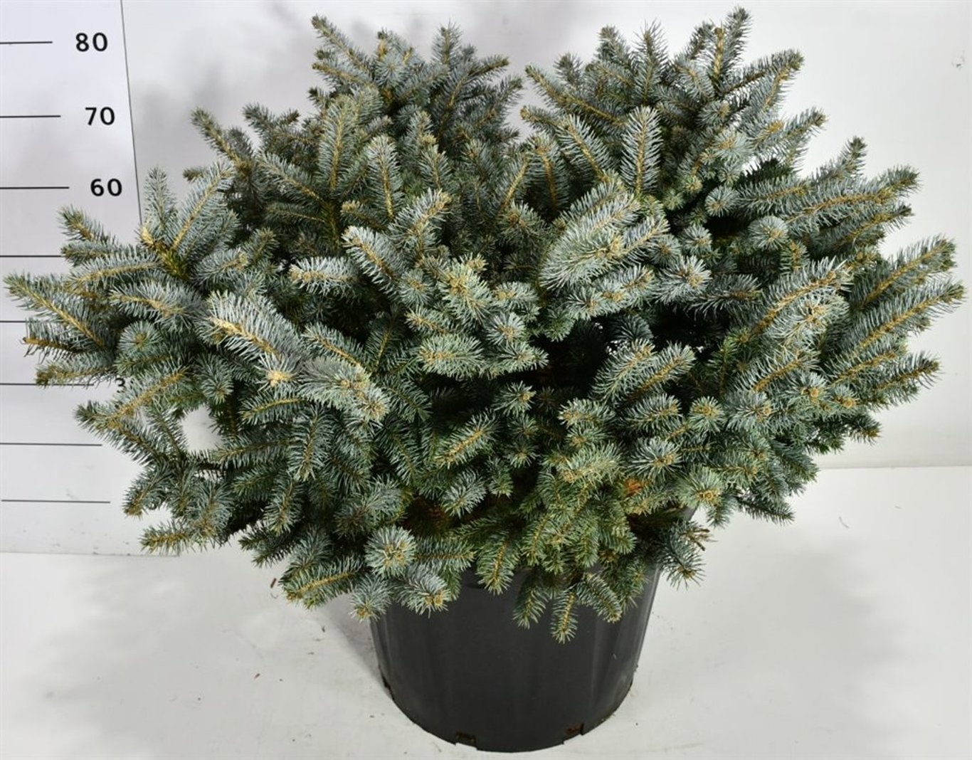 Picea pungens 'Glauca Globosa', D 46