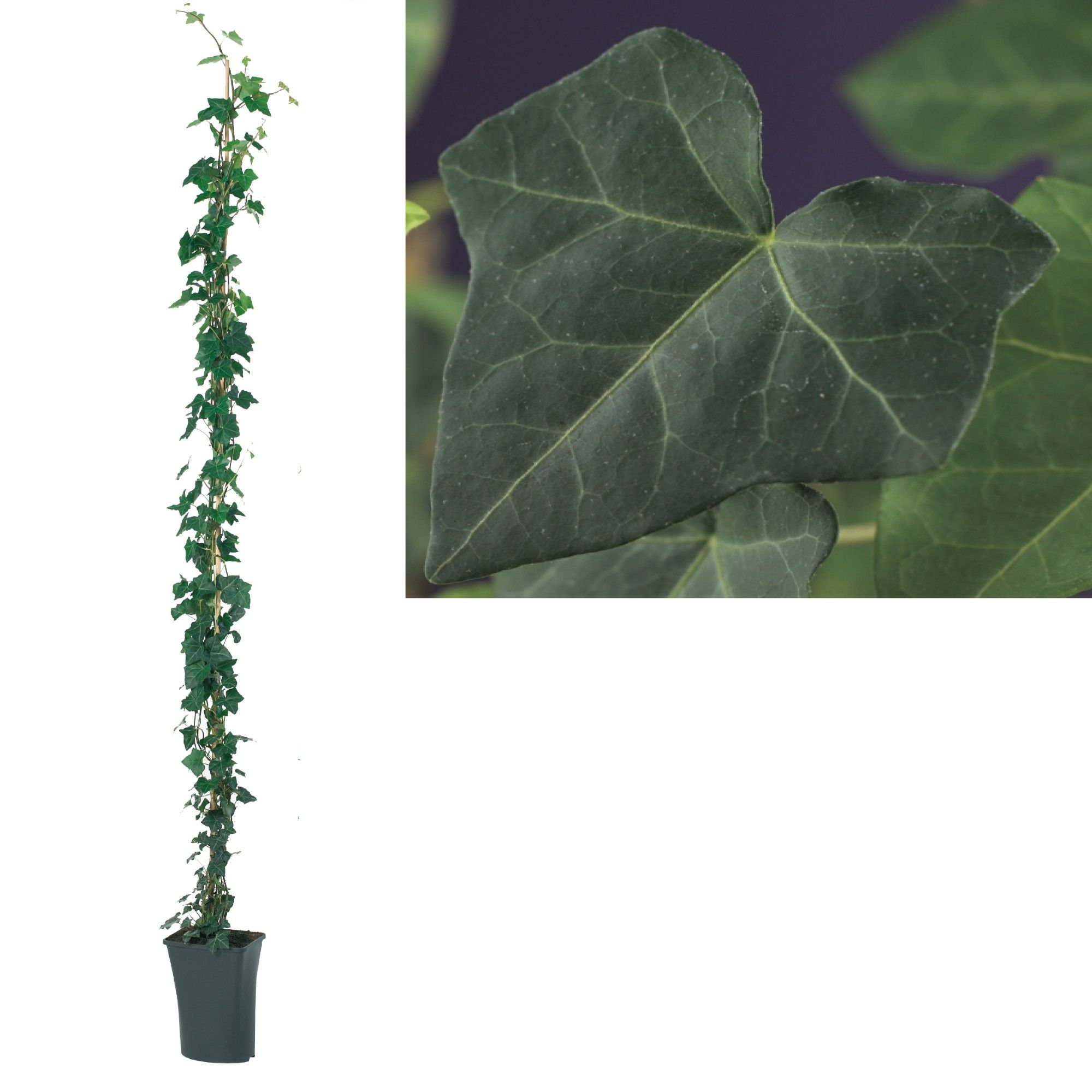 Hedera hibernica +Long & Strong label, D 23