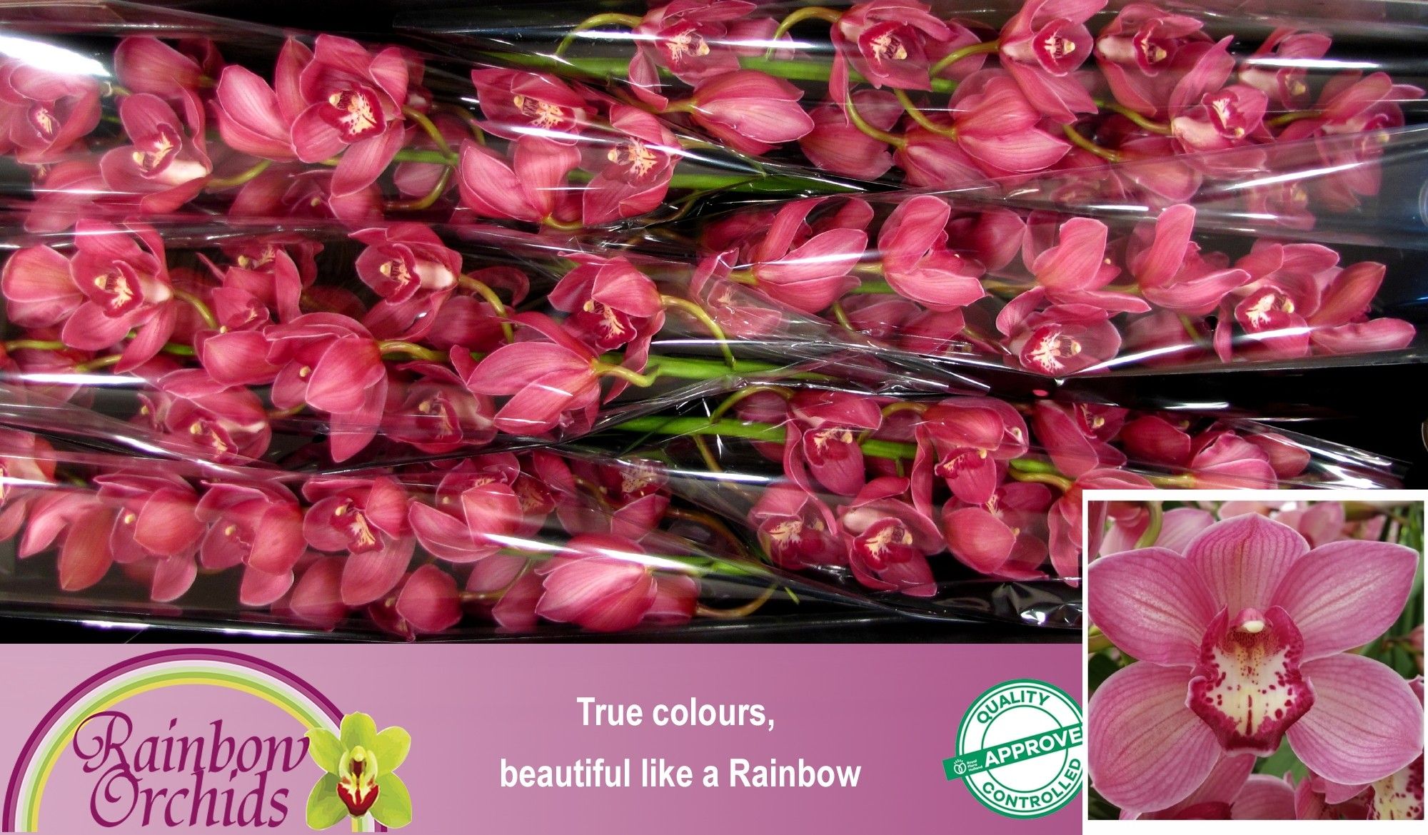 Цимбидиум Рэд Дрим x6 80, шт.