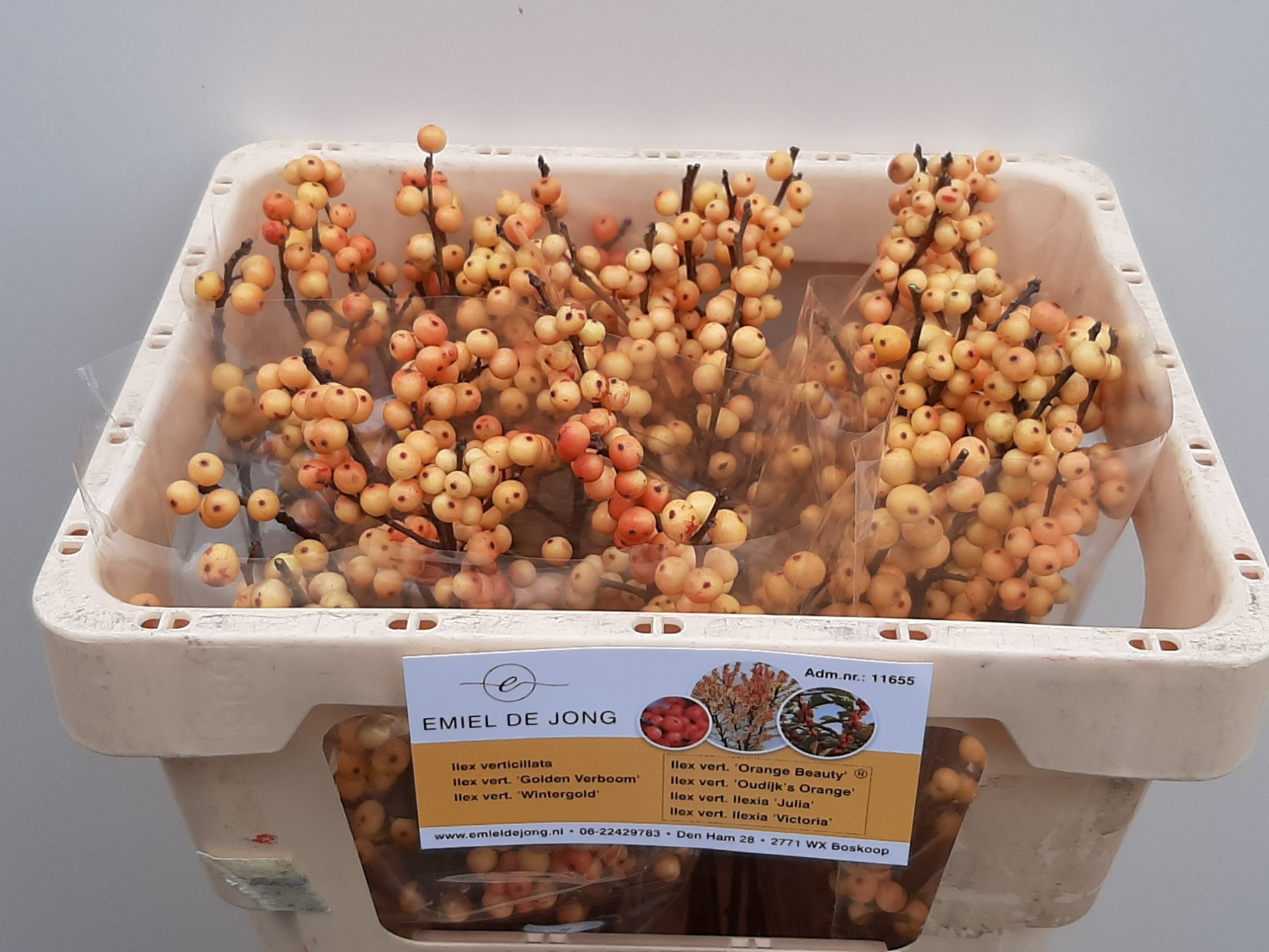 Илекс Джулия 45 (оранж.), шт.