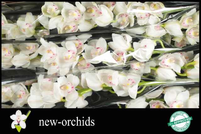 Цимбидиум Килиманджаро x9 60, шт.