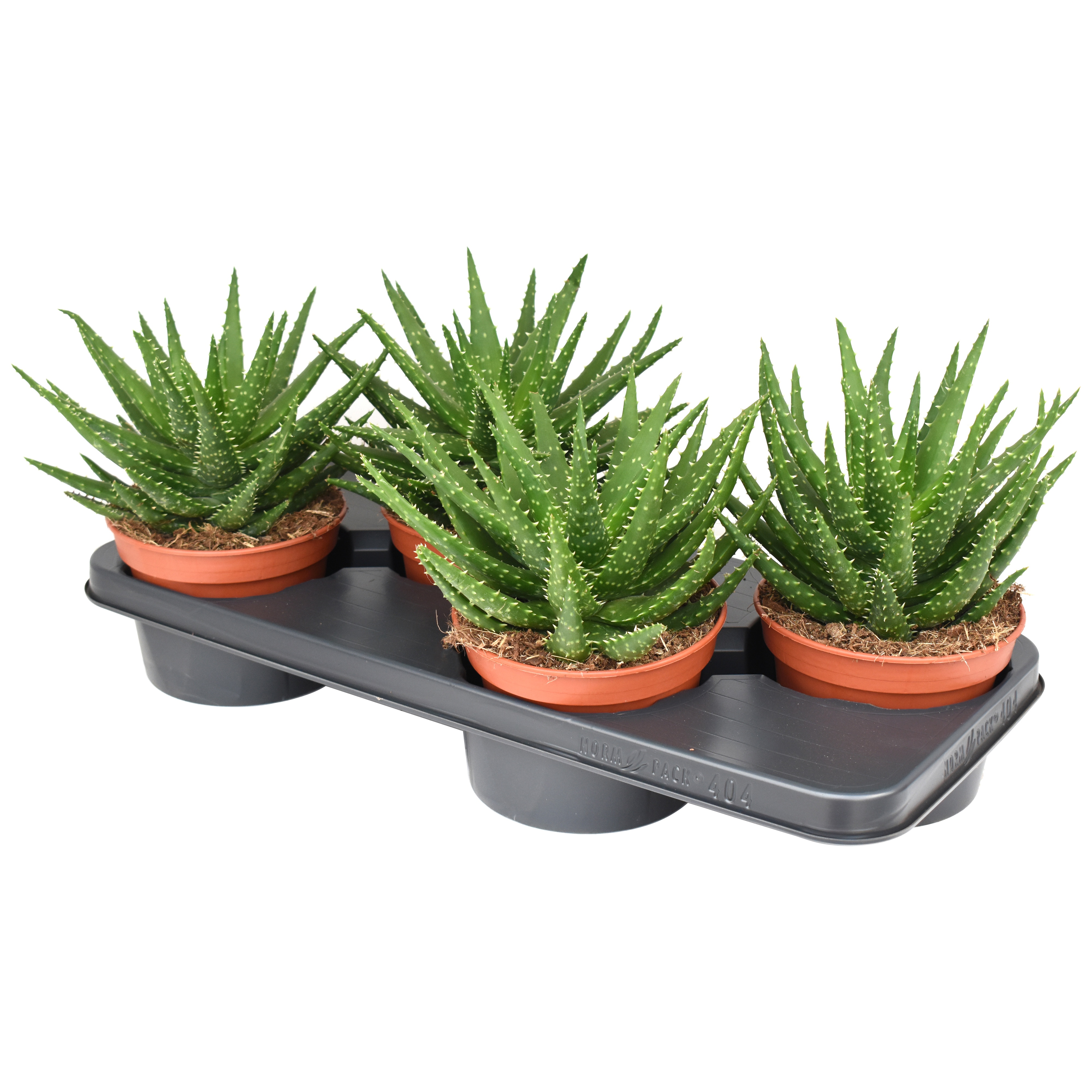 Aloe Kerio, D 15