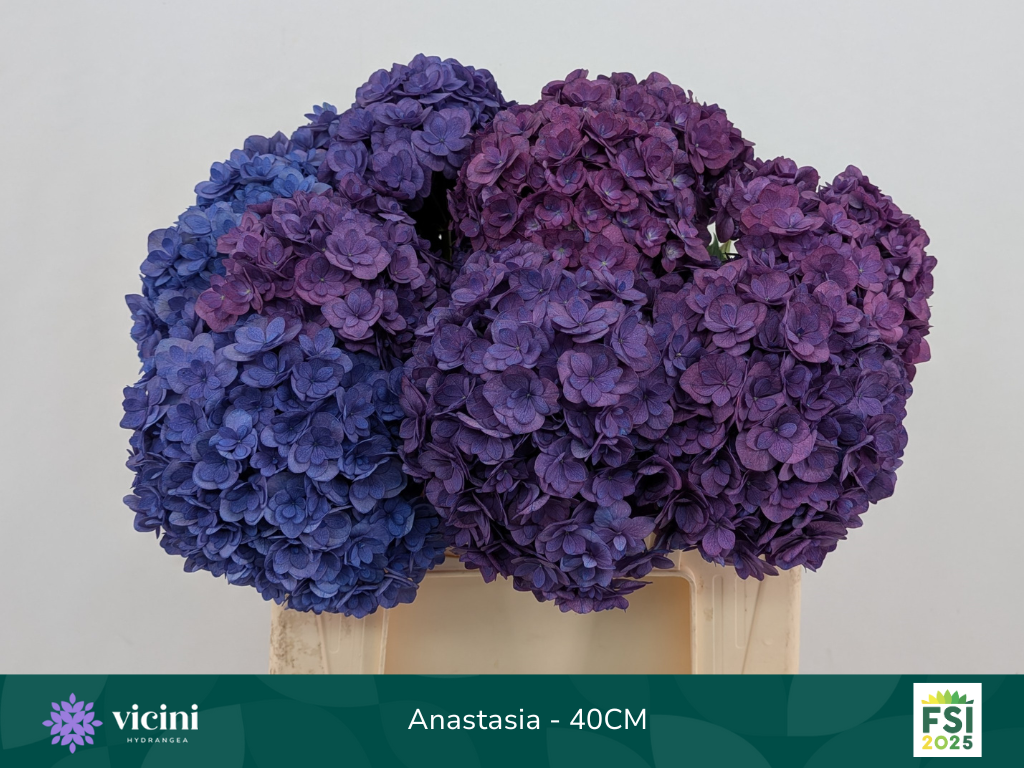 Гортензия Роял Анастасия Блю 40, шт.