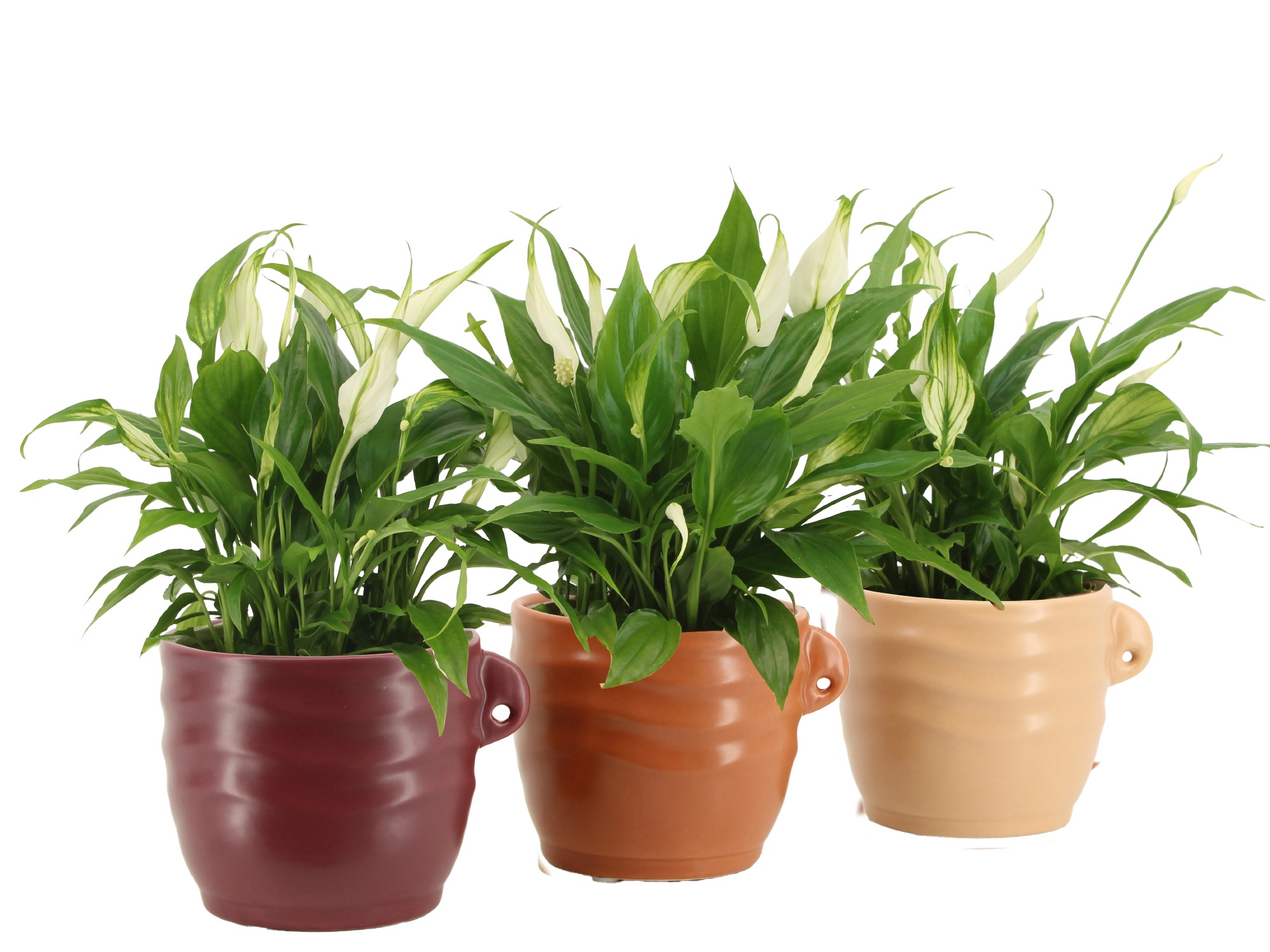 7504429: Solutionss Recreate, D 10,5