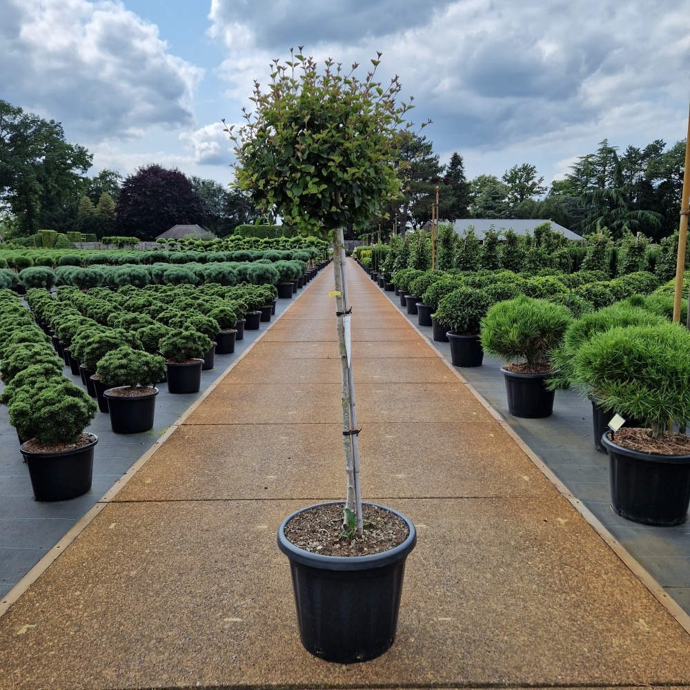 Syringa meyeri 'Pink Perfume' ®, D 40 cm
