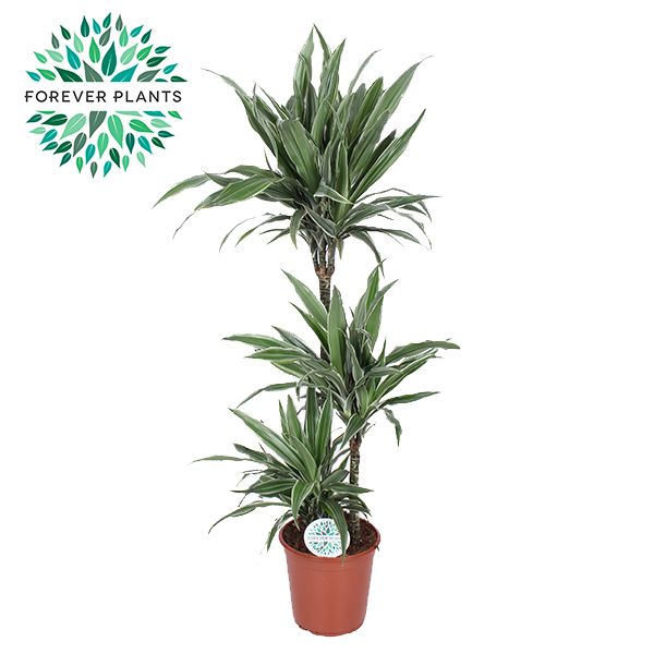 Dracaena Warneckei p24, 75+30+10, D 24