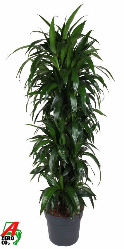 Dracaena Janet Craig vertakt P34, D 34