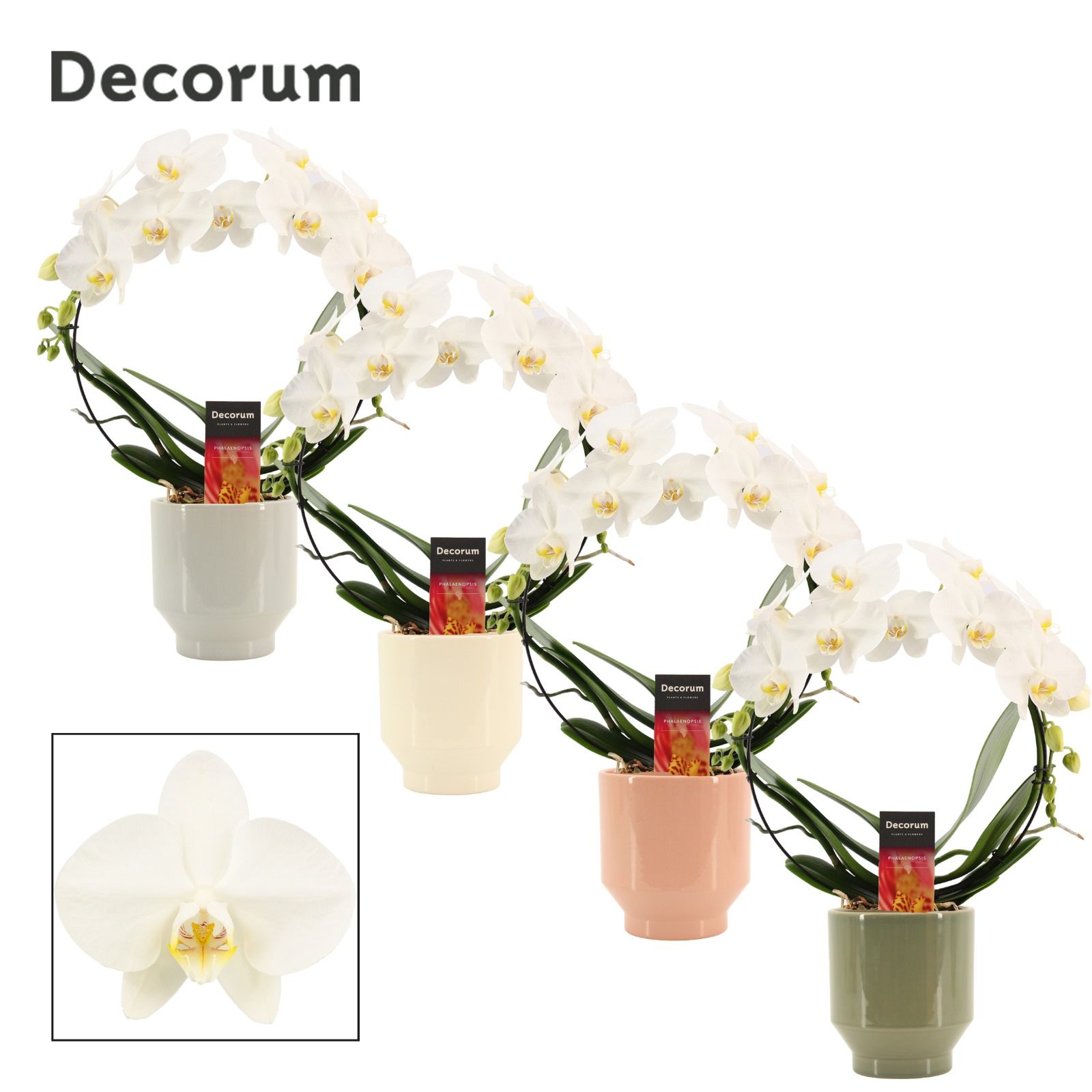 Phalaenopsis boog wit in Pato (Deco-collection), D 12