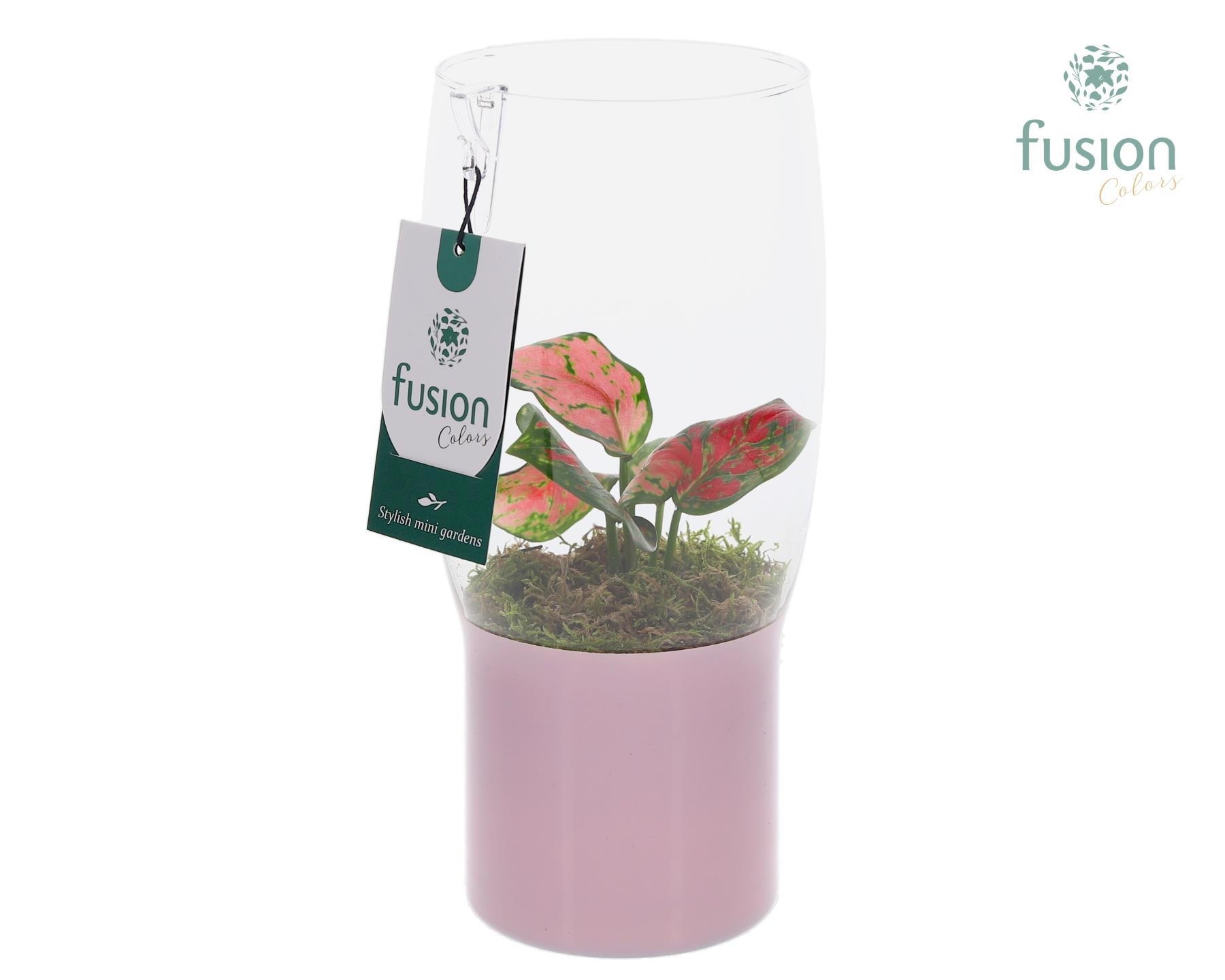 Green Bottle Tulp vaas klein met Aglaonema, D 12