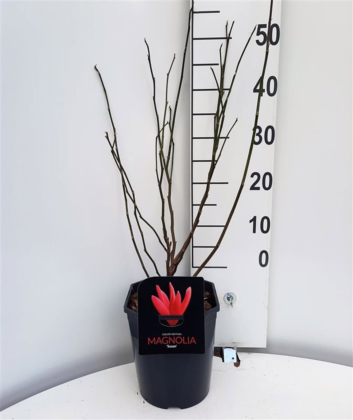 Magnolia Susan, D 21