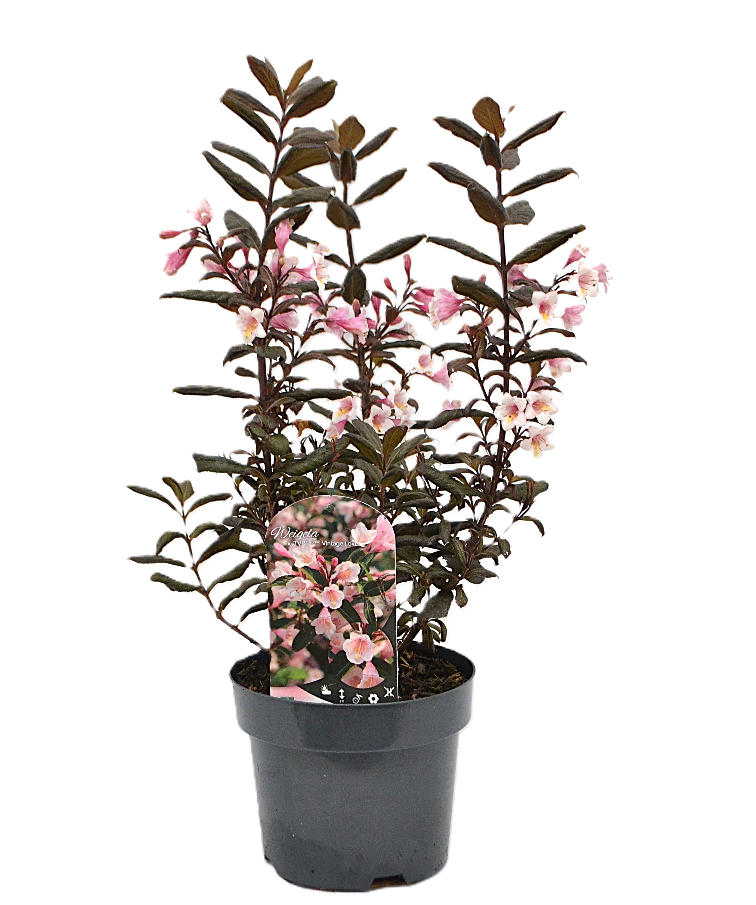 Weigela Vintage Love C3, D 19