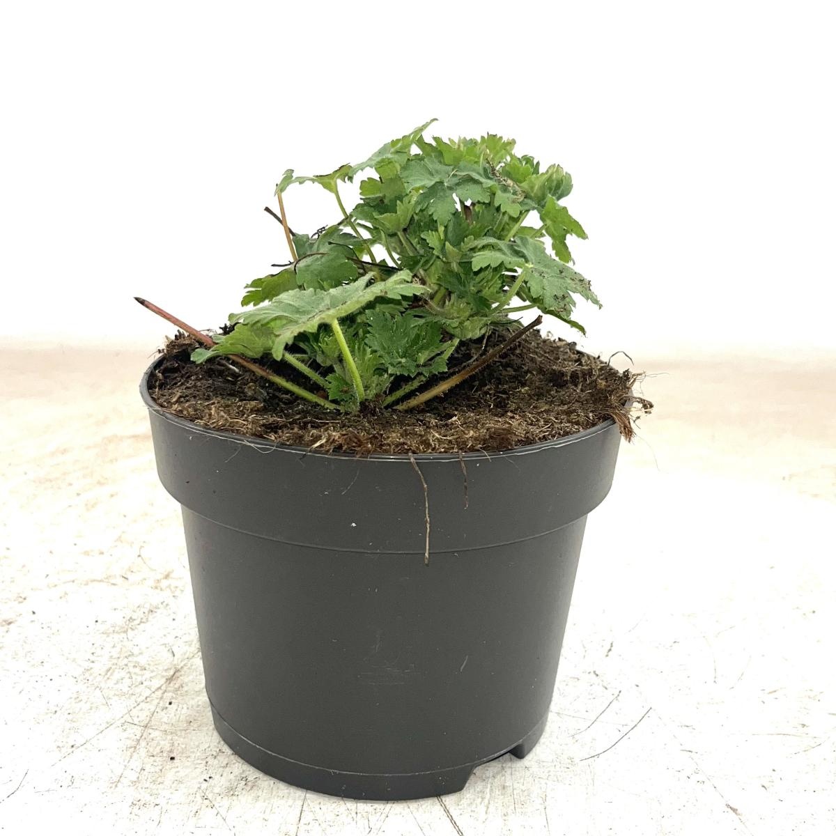 Geranium macr. 'Ingwersen's Var.', D 17 cm