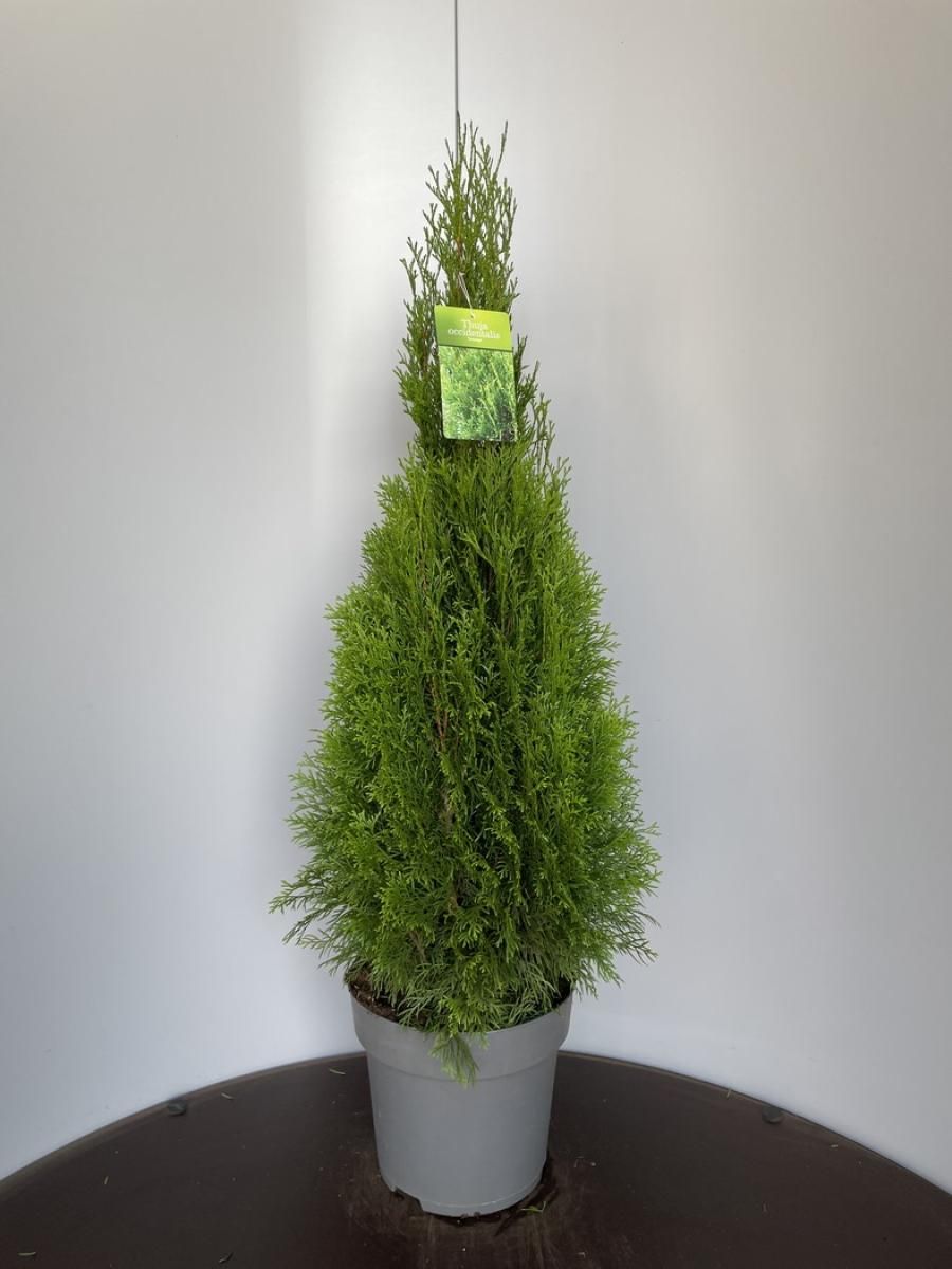 Thuja occ. 'Smaragd', D 29