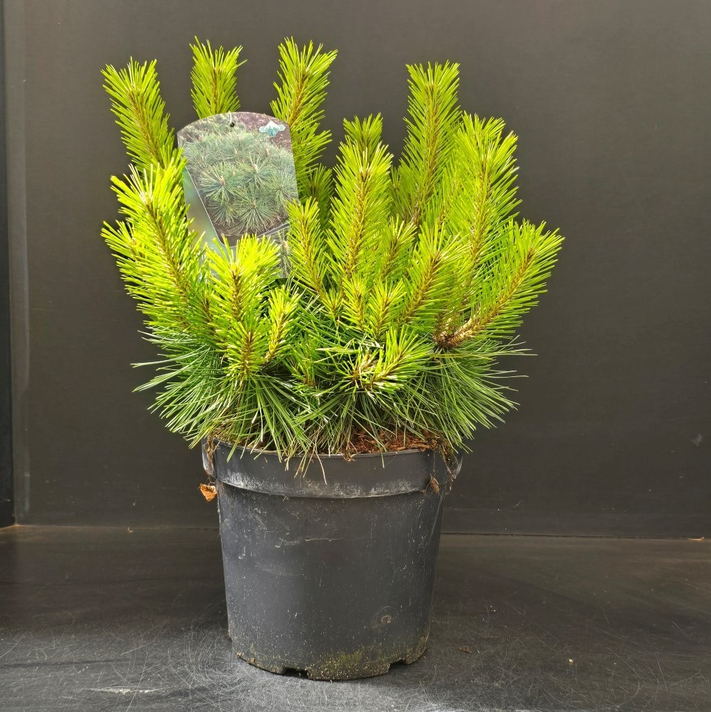 Pinus densiflora 'Jane Kluis', D 26