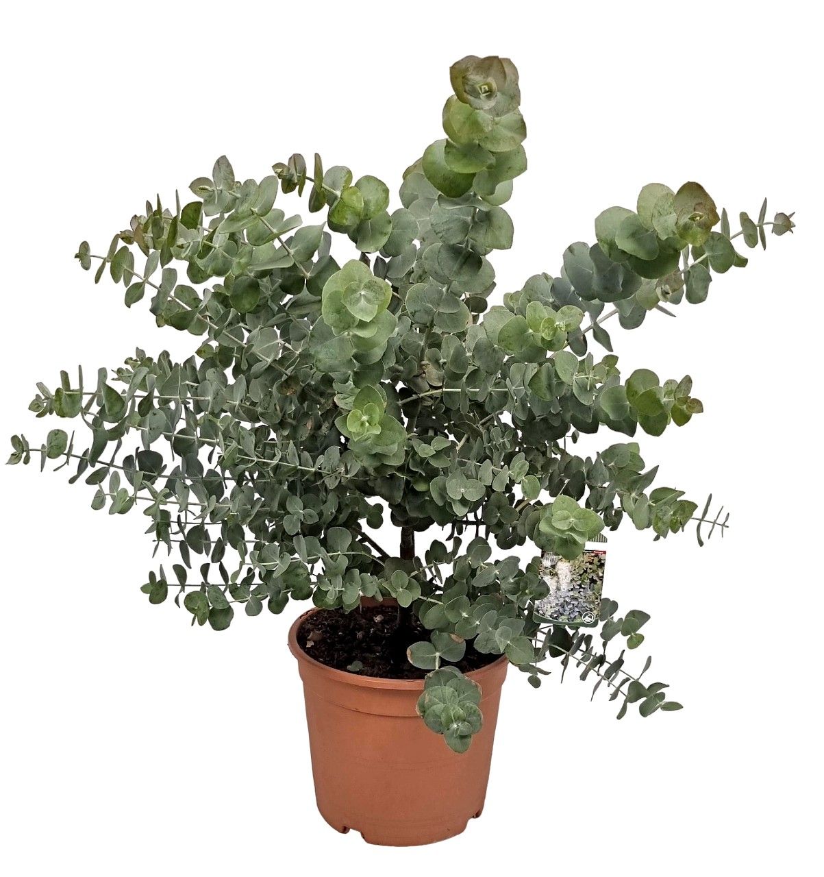 Eucalyptus Silver Dollar Bush, D 23