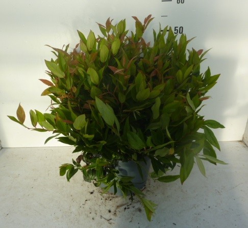 Leucothoe axillaris 'Zeblid', D 27