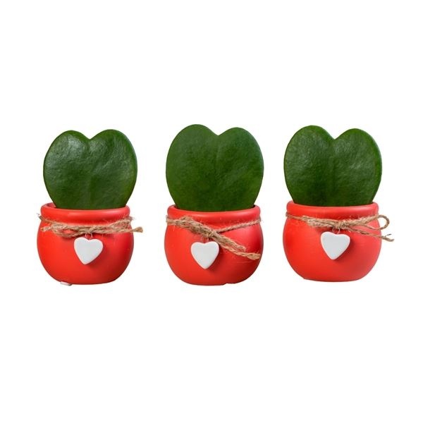 L 5003 With Hoya Kerrii 6 cm, D 6 cm