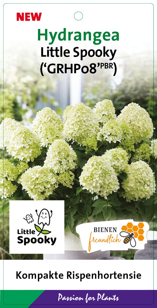 Hydrangea pan. 'Little Spooky' 30-40C7, D 25 cm