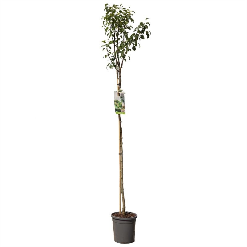 Pyrus comm. Doyenn� du Comice hoog VERS GEPOT, Handpeer, D 31
