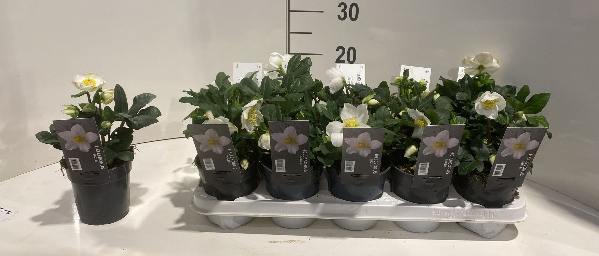 Helleborus niger 'Christmas Carol' Medium, D 12 cm Helleborus niger 'Christmas Carol' Medium, D 12 cm