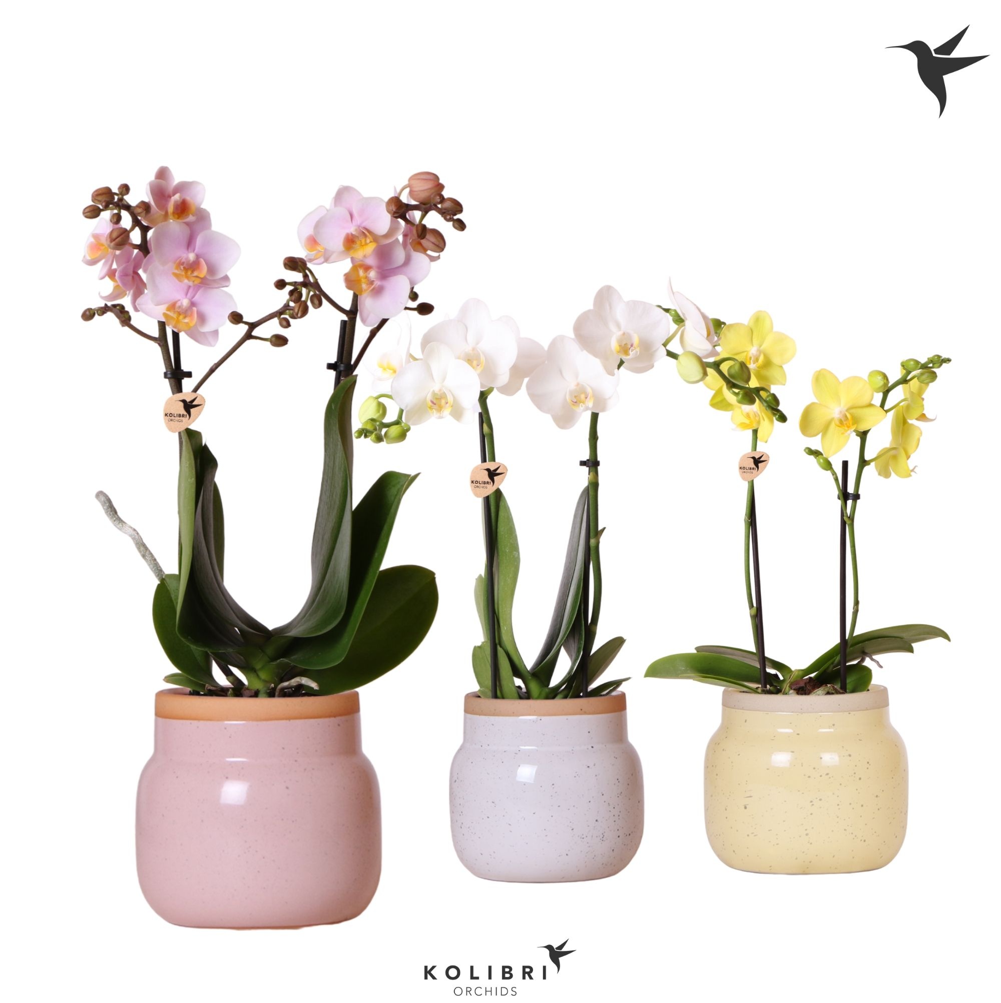 Kolibri Orchids Phalaenopsis mix 2 spike in Vintage Bowl pot mix, D 9