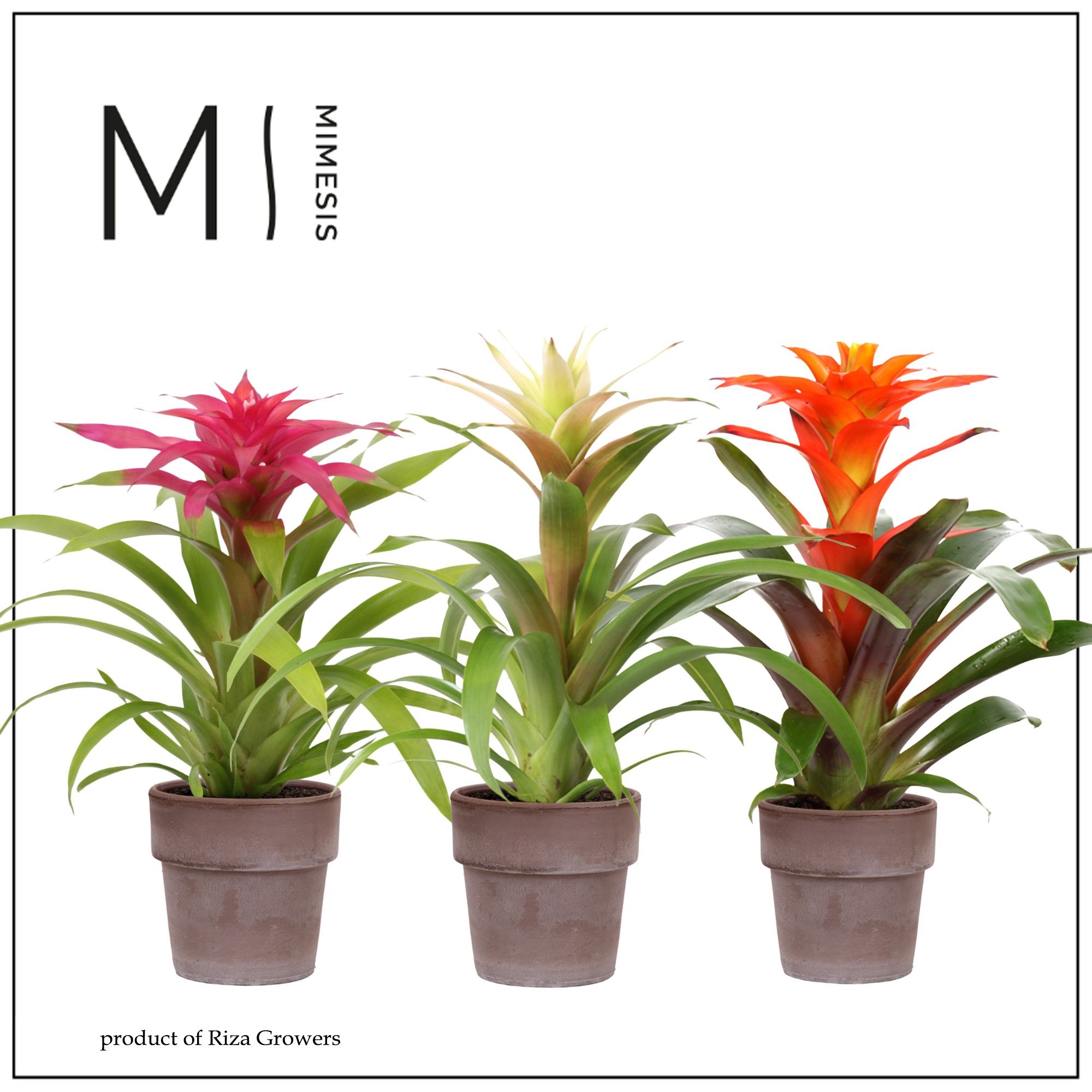 Guzmania Happy - 13cm in Toscana | Mimesis, D 13
